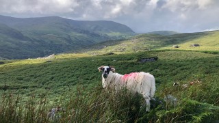 Hungry Hill Walk