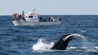 Atlantic Whale & Wildlife Tours