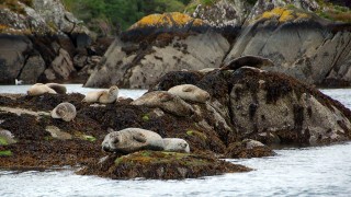 Photo of Blue Pool Ferry
