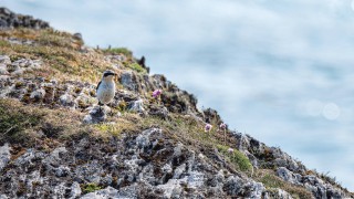Wheatear on the coast in West Cork