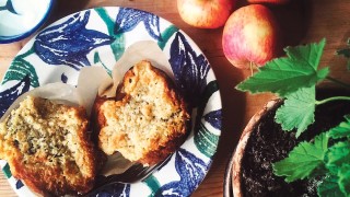 Photo of Derreen Garden